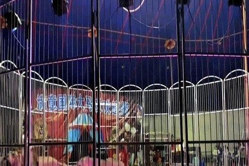 Trung Quốc: Hãi hùng cảnh sư tử tấn công người huấn luyện