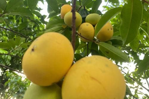 Mùi hương cổ tích