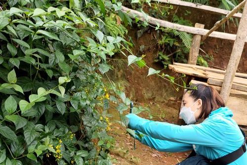 Ngộ độc lá ngón cướp đi mạng sống của nhiều người con dân tộc thiểu số