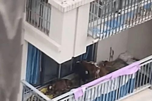 Người đàn ông khiến hàng xóm ngày ngày 'phát điên' khi nuôi 7 con bò ở ban công chung cư