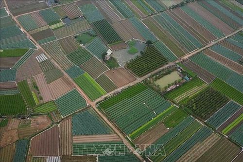 Nhiều mô hình trồng rau, hoa thu nhập hàng trăm triệu đồng