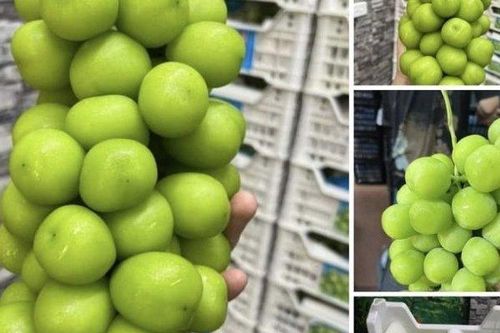 Loại nho 'quý tộc' từng có giá tiền triệu, giờ bán đầy chợ chỉ từ 45 nghìn đồng/kg