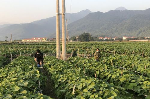Đẩy mạnh ứng dụng khoa học công nghệ trong lĩnh vực trồng trọt