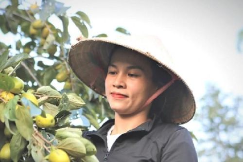 Trồng hồng, người dân Yên Du thu hàng trăm triệu đồng mỗi vụ