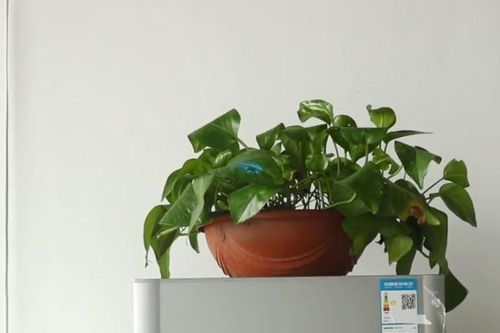 3 món đồ tuyệt đối không đặt trên nóc tủ lạnh