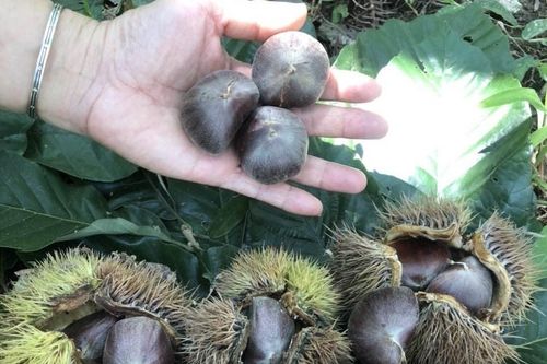 Cao Bằng: Phát triển thương hiệu đặc sản nổi tiếng hạt dẻ Trùng Khánh