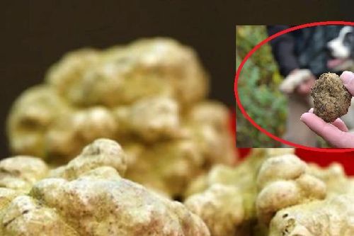 Có một loại cây mọc dại nhìn như 'cục đất' từng được đấu giá gần 8 tỷ/1,5kg