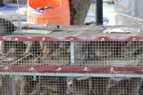 Người dân bỏ túi tiền triệu mỗi ngày nhờ săn đặc sản chuột đồng