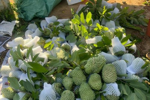 HTX trồng na khổng lồ trên núi cao: Một năm lãi 120 tỷ, 26 hộ dân chia nhau
