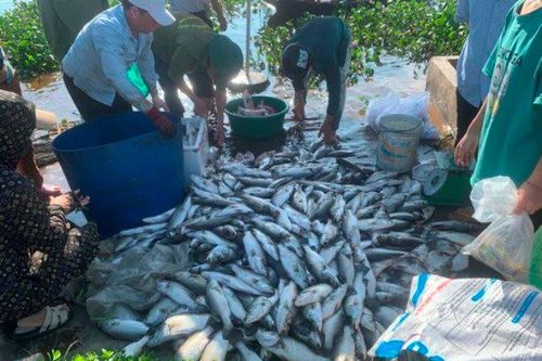 Cần sớm làm rõ nguyên nhân cá chết trên sông Nghèn ở Hà Tĩnh