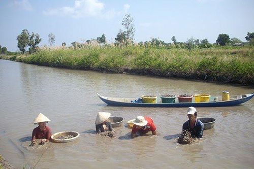 Kiên Giang: Mô hình 'tôm ôm sò huyết' thắng lớn, lợi nhuận hàng trăm triệu đồng