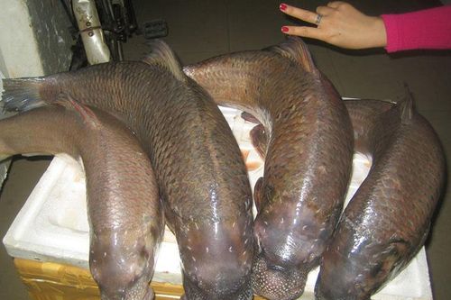 Loại cá quý như vàng, trước chỉ dùng để tiến vua, giờ nhiều đại gia 'săn lùng' giá 3 triệu đồng/kg