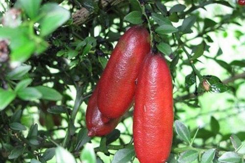 Loại chanh quý hiếm rất đắt đỏ, xuất hiện từ 18 triệu năm trước