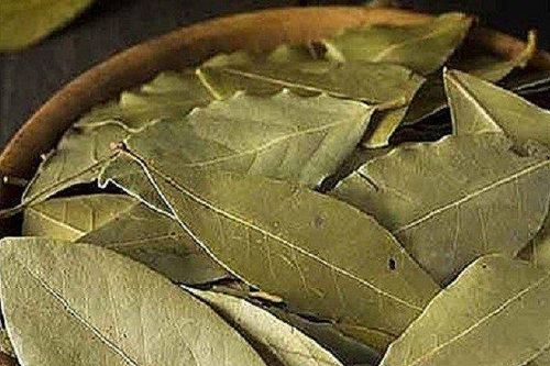 Xuất khẩu lá cây nguyệt quế 8 tháng thu về 22 tỷ đồng