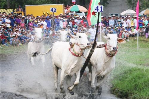 Tưng bừng Hội đua bò Bảy Núi An Giang