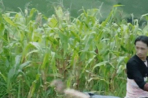 Thiếu gia phố núi siêu giàu 'gây sốt' với đoạn clip 'bắt vợ' hóa ra là gương mặt quen thuộc này