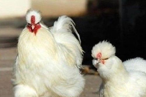 Cận cảnh gà 'khổng lồ' nặng 20kg, thoạt nhìn giống chó ngao mà giá tận 35 triệu đồng