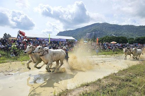 56 đôi bò tham gia tranh tài tại Hội Đua bò Bảy Núi