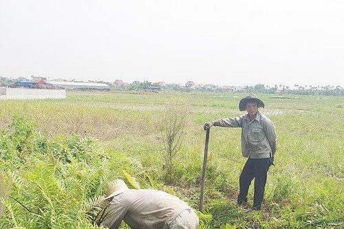 Người dân Hải Phòng kiếm tiền triệu mỗi ngày nhờ đi săn chuột đồng