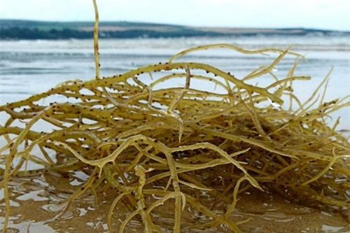 'Lộc trời' mọc lên từ đá, dân hái bán quanh năm, 800.000 đồng/kg thành đặc sản nổi tiếng vừa lạ miệng vừa bổ dưỡng