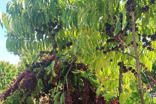 Giá nông sản ngày 16/10/2023: Cà phê và hồ tiêu trụ vững ở mức cao