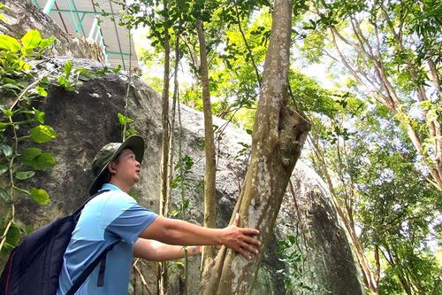 Cây 'lão' chúc không hạt hơn 200 tuổi