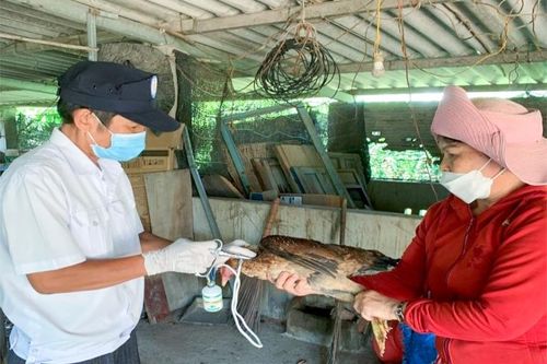 Phòng tránh dịch bệnh cho vật nuôi: Không chủ quan, lơ là