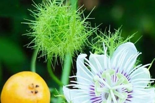 Loại cây mọc dại khắp nơi, là vị thuốc an thần trị chứng mất ngủ