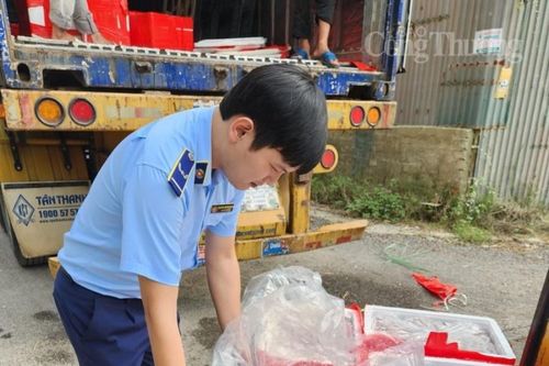 Thanh Hóa: Tạm giữ 3.200 kg cá khoai không có hóa đơn, kiểm tra nhanh có Fooc mon