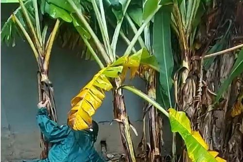 Quảng Trị: Sau mưa lớn xuất hiện hố sâu 4m 'nuốt' vườn nhà dân