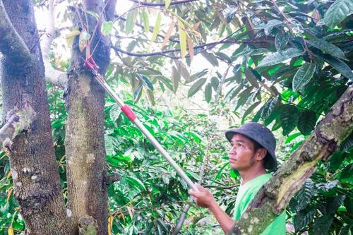 Một nông dân Raglai làm kinh tế giỏi
