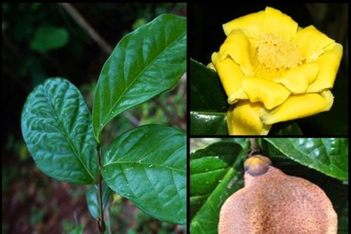 Ngắm loài cây 'quý như vàng' ở Việt Nam: Nằm trong Sách Đỏ thế giới!
