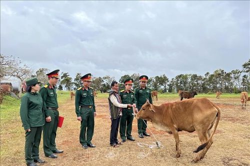Tặng trâu, bò giống cho hộ nghèo ở Đắk Nông