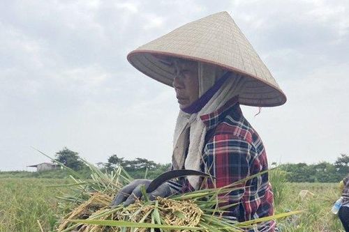 Hải Phòng: Nông dân thu tiền tỷ nhờ cấy lúa trên ruộng rươi