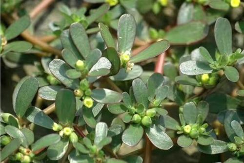 Loại rau xưa chỉ người nghèo mới ăn, đem đun nước uống nhận vô vàn lợi ích quý