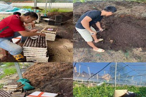 Lào Cai: Trồng khảo nghiệm một số loại rau xứ lạnh ở vùng cao Sa Pa