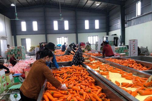 Liên kết sản xuất, tiêu thụ sản phẩm cây vụ đông