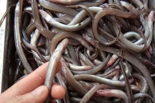 Cá này nhìn như 'cọng tre', khắp cơ thể toàn là sụn, thưởng thức một lần là nhớ mãi, giá bán 150.000 đồng/kg