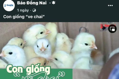 Nhiều phóng sự truyền hình thông tin về các mô hình ý nghĩa