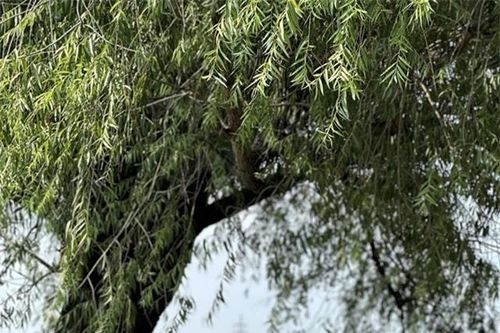Cây cổ thụ hàng trăm năm tuổi được 5 thế hệ người dân bảo vệ: Trả giá bao nhiêu tiền cũng không bán