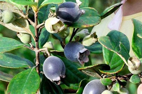 Thứ quả dại trước không ai để ý, giờ dân buôn ngày bán cả tạ vẫn hết, giá 30.000 đồng/kg