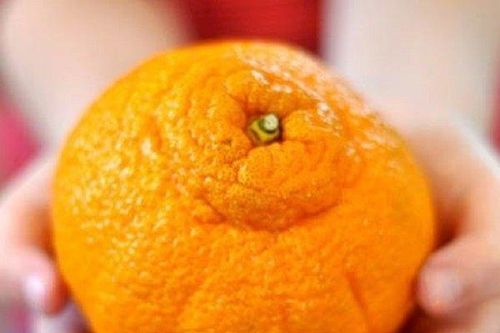 Loại cam đắt đỏ nhất thế giới nhìn như 'sumo', ở Việt Nam vào mùa rẻ 'như cho không'