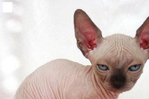 Cận cảnh loài mèo 'xấu nhất thế giới', giá hàng trăm triệu đồng