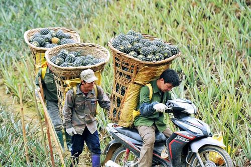 Kinh tế hàng hóa bội thu tạo cú huých giảm nghèo ở vùng biên Mường Khương