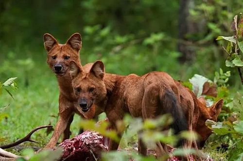 Loài chó 'tử thần' dám săn cả hổ: Có trong Sách Đỏ Việt Nam!