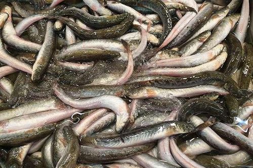 Đặc sản 'giãy đành đạch' ở Cà Mau, càng ăn càng nghiện, giá 200.000 đồng/kg mà vẫn hút người mua