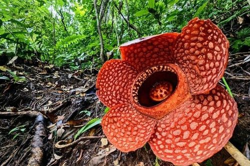 Những điều bí ẩn về bông hoa 'xác thối' khổng lồ sắp biến mất