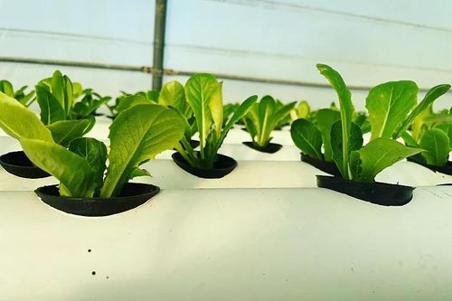 Trồng cây trong điều kiện khắc nghiệt