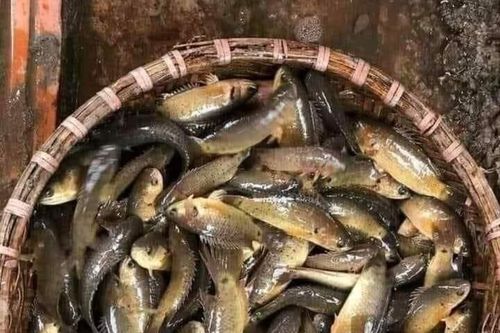 Cá rô đanh nhấm nháp vị quê xưa