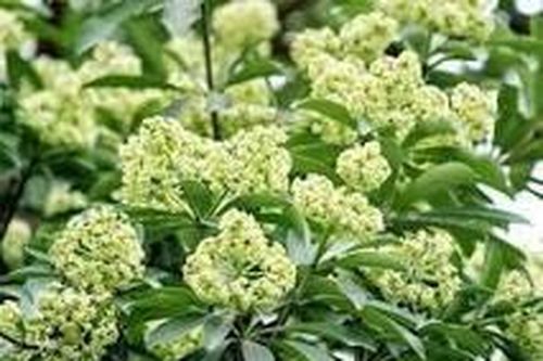 Hoa sữa chỉ nồng nàn trong thơ ca